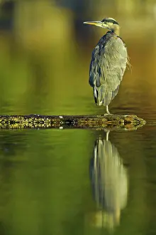 Scenics Prints: Canada, British Columbia, Vancouver Island, Great Blue Heron (Ardea herodias)