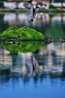 Spread Wings Prints: Canada, British Columbia, Vancouver Island Great Blue Heron (Ardea herodias)