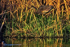 Vancouver Island Prints: Canada, British Columbia, Vancouver Island Great Blue Heron (Ardea herodias)