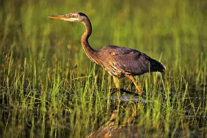Full Length Prints: Canada, British Columbia, Vancouver Island Great Blue Heron (Ardea herodias)