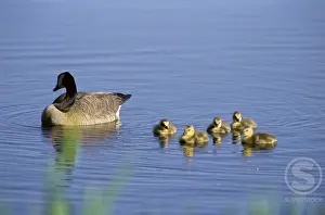 Leadership Prints: Canada Geese