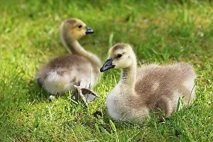 Young Animals Prints: Canada geese (Branta canadensis)