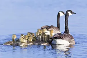 Swamp Prints: Canada Geese And Goslings In Spring, Oak Hammock Marsh, Manitoba