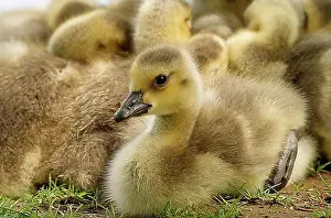 Young Animals Prints: Canada goose