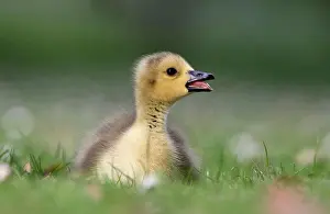 Alien Prints: Canada Goose (Branta canadensis) introduced species