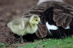 Alien Prints: Canada Goose (Branta canadensis) introduced species
