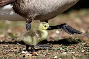 Alien Prints: Canada Goose (Branta canadensis) introduced species