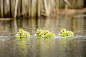 Medium Group Prints: Canada Goose Goslings, Oak Hammock Marsh, Manitoba, Canada