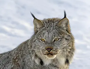 Snow Covered Prints: A Canada Lynx (Lynx canadensis) in the snow during winter in Saskatoon, Saskatchewan