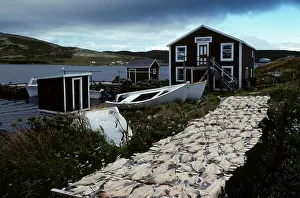 Fishing Village Prints: CANADA, NEWFOUNDLAND, SOUTH LABRADOR, RED BAY, COD FISH DRYING ON RACKS IN VILLAGE