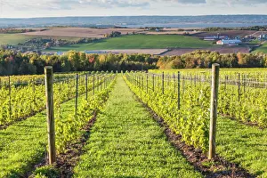 Canada, Nova Scotia, Annapolis Valley, Wolfville. Local vineyard