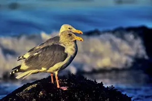 Side By Side Prints: Canada, Vancouver Island, Glaucous-winged Gull