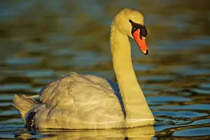 Vancouver Island Prints: Canada, Vancouver Island, Mute Swan (Cygnus buccinator)
