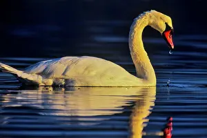 Swimming Prints: Canada, Vancouver Island, Mute Swan (Cygnus olor)