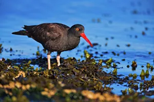 Wading Prints: Canada, Vancouver island, Oystercatcher bird hunting
