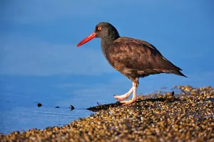 Low Tide Prints: Canada, Vancouver island, Oystercatcher bird hunting