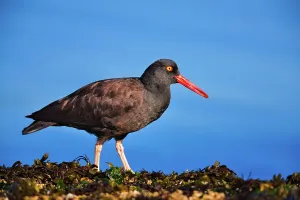 Low Tide Prints: Canada, Vancouver island, Oystercatcher bird hunting