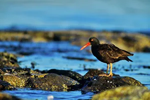 Waters Edge Prints: Canada, Vancouver island, Oystercatcher perching on stone