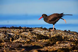 Standing On One Leg Prints: Canada, Vancouver island, Oystercatcher perching on stone