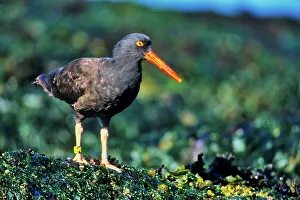 Seaweed Prints: Canada, Vancouver island, Oystercatcher perching on stone covered with seaweed