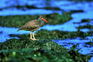 Seaweed Prints: Canada, Vancouver island, Oystercatcher perching on stone covered with seaweed