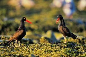 Seaweed Prints: Canada, Vancouver island, Oystercatchers perching on shore covered with seaweed