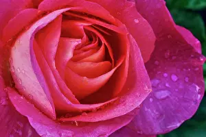 Vancouver Island Prints: Canada, Vancouver Island, Saanich Peninsula, Pink Rose