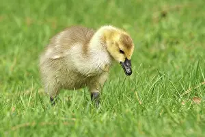 Chick Prints: A Canadian Goose gosling, branta canadensis