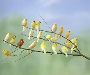 Animal Prints: many Canaries sitting on branch