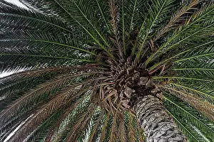 Canary Islands Prints: Canary Island Date Palm (Phoenix canariensis)