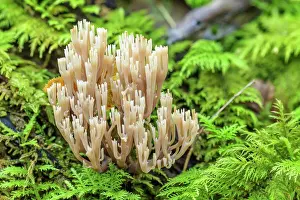 Stipe Prints: Candelabra Coral (Artomyces pyxidatus) in Bugey, Lavours region, Rhone-Alpes, France