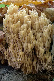 Autumnal Prints: Candelabra Coral fungus (Artomyces pyxidatus)