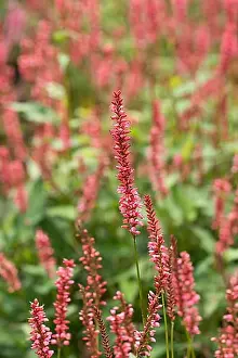 Exterior Photograph Prints: Candle knotweed (Persicaria amplexicaulis Orangofield')