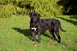 Standing Up Prints: Cane Corso, A Dog Breed From Italy, Adult Standing On Grass
