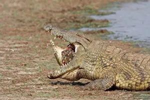 Feed Prints: Cannibalism among adult Nile Crocodiles