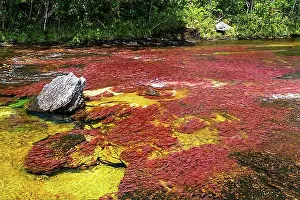 Body Of Water Prints: Cano Christales with red flower (Rhyncholacis clavigera)
