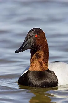 Wildfowl Prints: Canvasback (Aythya valisineria) adult male, close-up of head, swimming, U.S.A