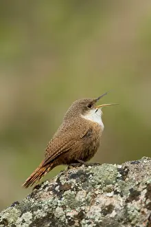 Perch Prints: Canyon Wren, Catherpes mexicanus, Great Basin Desert Tour, Washington, United States, USA
