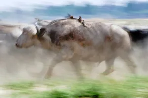 Zambia Prints: Cape buffalo (Syncerus caffer) running on the banks of the Luangwa River