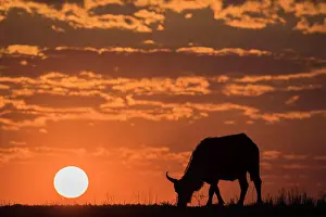 Animal Prints: Cape buffalo (Syncerus caffer) at sunset, Chobe National Park, Botswana, Africa