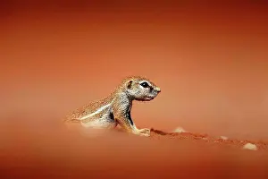Kalahari Prints: Cape ground squirrel