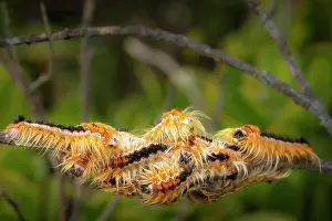 Woody Plant Prints: Cape lappet moth (Eutricha capensis) caterpillars clumped on a tree branch