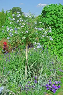 Woody Plant Prints: Cape leadwort in bloom in a garden