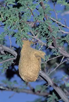 Defensive Prints: cape penduline-tit anthoscopus minutus nest has false entrance to deter predators kgalagadi transfrontier park