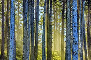 Coniferous Prints: Cape Perpetua on the Oregon Coast