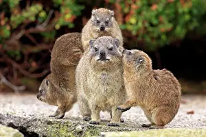 Mother S Prints: Cape Rock Hyrax (Procavia capensis) adult female with three young