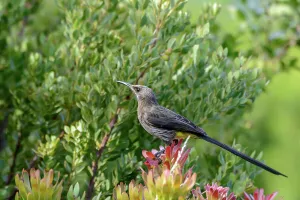 Wildflowers Prints: Cape sugarbird (Promerops cafer) Kirstenbosch Gardens