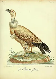 Cape Prints: Cape vulture, 18th century illustration