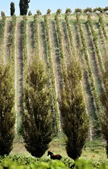 Destination Prints: Cape Wine Route, Hemel & Aarde Valley, Hermanus, Western Cape