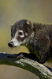 Profile Prints: Captive coati Nasua narica, Minnesota Wildlife Connection